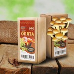 Как правильно выращивать опята в домашней грибнице