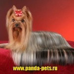Стрижка собаки: как же подготовить животное к посещению специалиста
