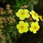 Пятилистник кустарниковый (Pentaphylloides fruticosa) .