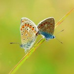Бабочки, как новый вид домашних любимцев