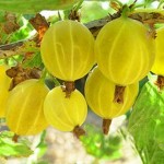 Готовимся к следующему лету: какие плодовые культуры нужно сажать осенью